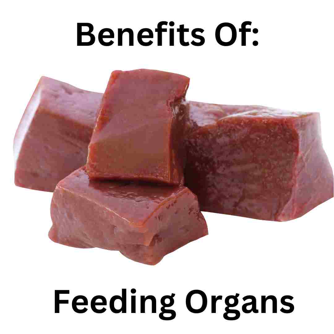 Offal Isn't Awful: The Benefits of Organ Meats for Your Dogs and Cats