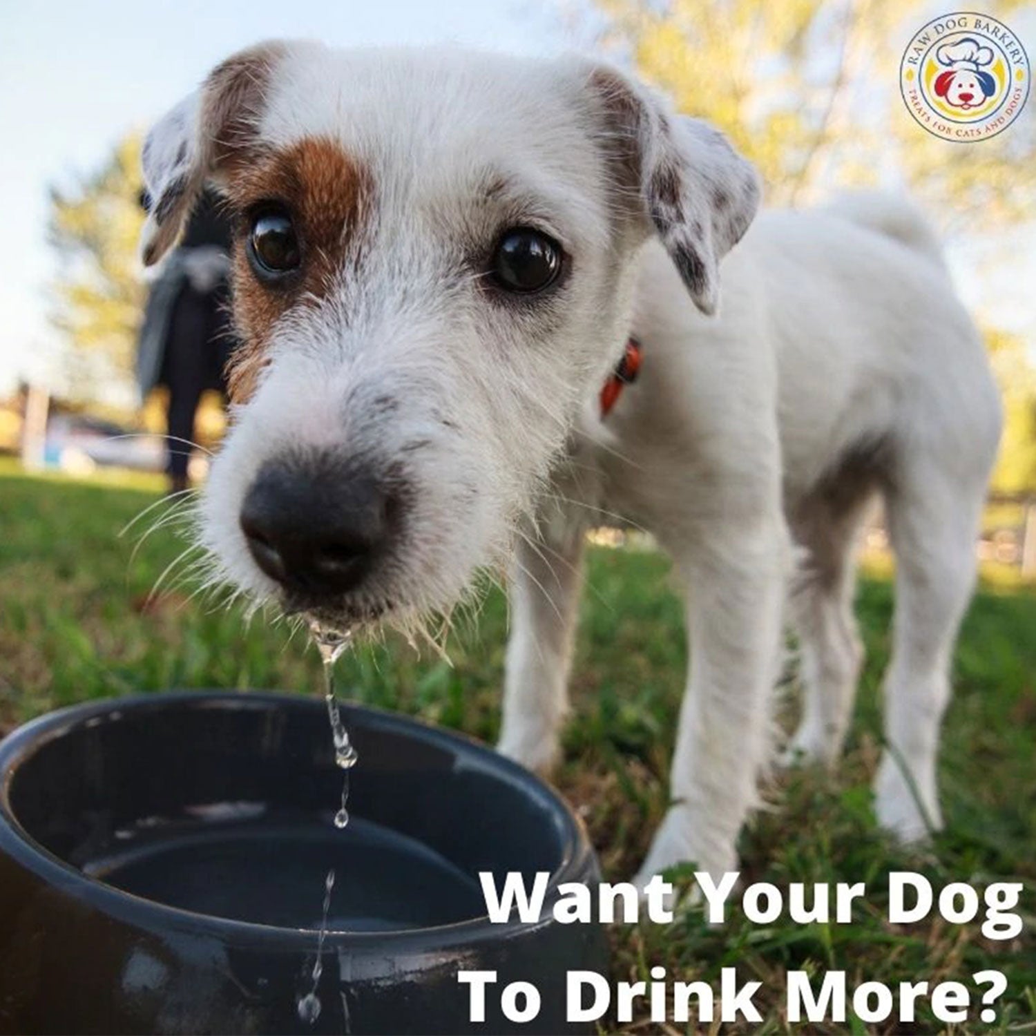 Does Your Dog Drink Enough?  By Dr. Karen Becker