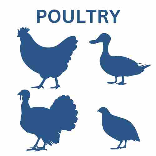 POULTRY