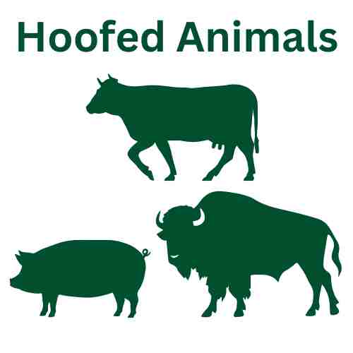 Hoofed Animals