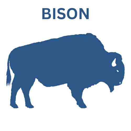 BISON