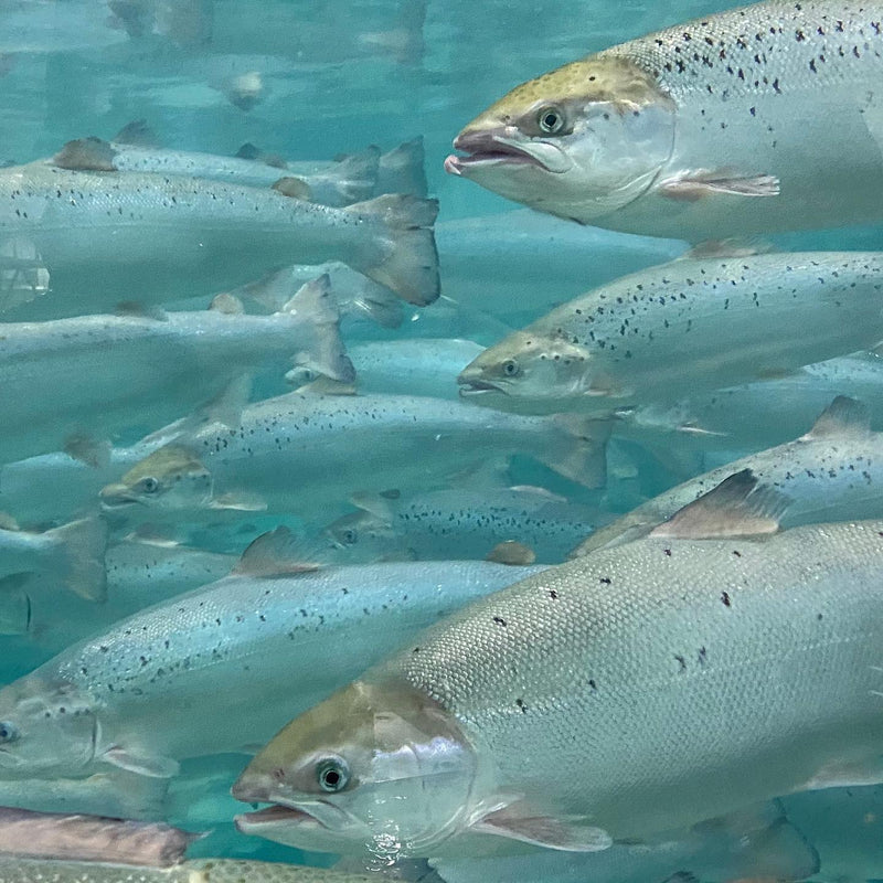 Load image into Gallery viewer, Salmon Bites Freeze-Dried
