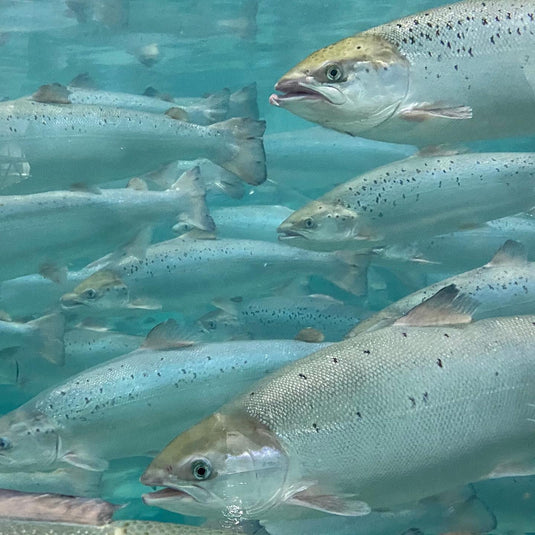 Salmon Bites Freeze-Dried