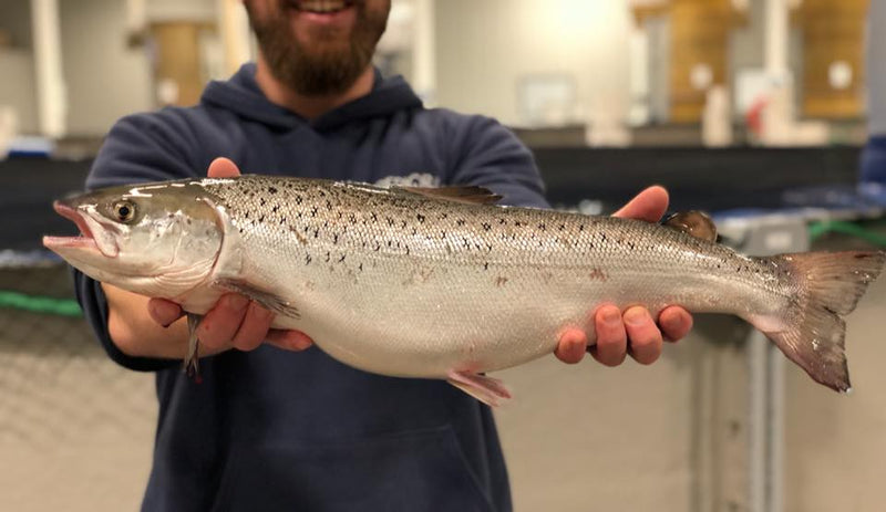 Load image into Gallery viewer, Salmon Bites Freeze-Dried
