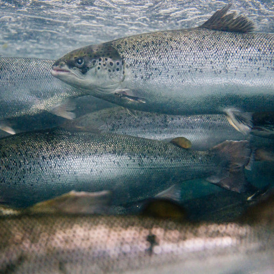 Salmon Bites Freeze-Dried